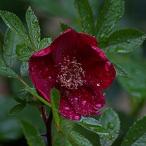 バラ苗ベーシーズパープルローズ四季...