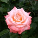 バラ苗イーハトーブの風ハイブリット...