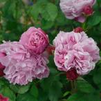 バラ苗サントノーレフロリバンダ四季...