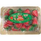 BOBNODS ストロベリーグミ 576g Strawberry