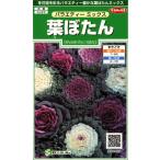 sakata. tane реальный . цветок 6922 лист ... варьете - Mix 00906922