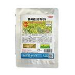 sakata. tane цветок вид городской пейзаж для добродетель для пакет .. цветок (. ..) золотой дерево цветок . примерно 35m2