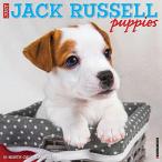 Just Jack Russell Puppies 2024 Calendar 【並行輸入】