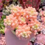 多肉植物　パールミルク　超レア群生　るる農園