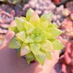 多肉植物　ハオルチア エメラルドフラッシュ　新入荷　るる農園