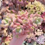 多肉植物　マカロン　群生　新入荷　るる農園