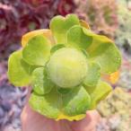 多肉植物グリーノビアタマゴ新入荷るる農園