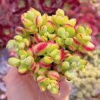 多肉植物コチレドン・ペンデンス新入...