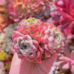  succulent plant rose month .2~3 head extra-large .. agriculture .