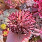 ショッピング多肉植物 多肉植物　血羅　3~5頭　大群生　るる農園　