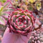 多肉植物　新品種　Echeveria 　ホワイトドラゴン　大苗　るる農園