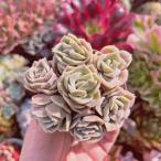  succulent plant old stock Rav Lee rose 7 head cut seedling .. agriculture .