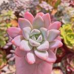 ショッピング多肉植物 多肉植物　新品種　Echeveria  星雪　超美苗　特大　るる農園　