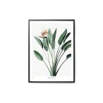 MY DEER ART SHOP　ポスター/アートプリント　50×70cm　BOTANICS / Strelitzia