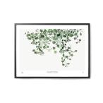 My Deer Art Shop アートポスター 50×70cm Muehlenbeckia (Limited