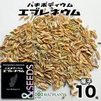 [ семена 10 шарик ]pakipotium*eb Rene umPachypodium eburneum вид . корень растения семена madaga Skull 