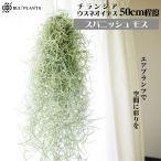  объем высшая оценка [L размер ]spanishu Moss |chi Ran jiau Sune oites100-150g степень 50 см степень 