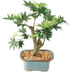 o-tam leaf b ланч 25cm клен бонсай ( керамика горшок ввод ) японский стиль для материал [ONSLEGD7425]