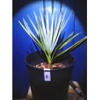  коричневый merops7 номер * коричневый meropsfmi белка selifela*Chamaerops humilis cerifera* оставив решение кому-то другому рассада!