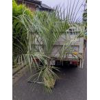 6/14撮影 現品≪ココスヤシ・シルバリーフ≫◎庭用コモ巻き大苗◎リゾート庭木♪