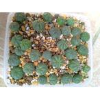  You fo рубин голубой besa* Bear route оставив решение кому-то другому рассада *Euphorbia obesa* тысяч иен ровно!*Y1,000 иен ровно 