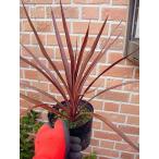 ◎コルジリネ≪レッドスターＳ≫コル...