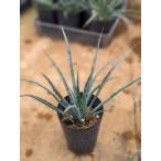 * юкка *filifela5 номер * реальный сырой оставив решение кому-то другому рассада *Yucca filifera* Driger ten