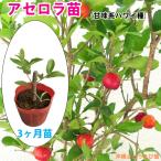  ацерола рассада . тест серия Гаваи вид 3 месяцев рассада | Okinawa фрукты плоды фрукты Nankoku десерт тропический .. собственный .. огород ..... фруктовое дерево 