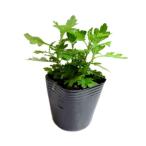 f-chi балка (. лампочка yomogi) pot рассада 