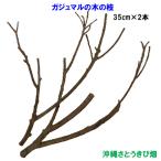 gaju maru. дерево. ветка 35cm× 2 шт 