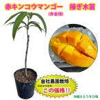 ショッピングマンゴー 【自社農園接ぎ木苗】赤キンコウマンゴー苗（玉文マンゴー苗）