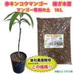 ショッピング苗 【自社農園接ぎ木苗】赤キンコウマンゴー苗（玉文マンゴー苗）＆マンゴー専用の土セット