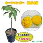 [ наша компания сельское хозяйство . контактный . дерево рассада ] ключ tsu манго рассада 