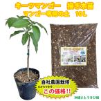 [ наша компания сельское хозяйство . контактный . дерево рассада ] ключ tsu манго рассада & манго особый земля комплект 