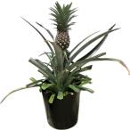  реальный имеется золотой . сосна рассада ( шт. сельское хозяйство 17 номер ) ананас рассада большой рассада 