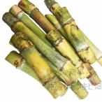 植付け用さとうきび苗(2節苗)10本セット