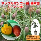 ショッピングマンゴー アップルマンゴー苗（アーウィン種）接木3年苗　10号鉢大苗