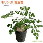 mo Lynn ga( васаби noki) pot рассада ×1 | Okinawa собственный .. огород чай miracle tree чудесный дерево 