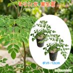 mo Lynn ga( васаби noki) 12cm pot рассада ×2 | Okinawa собственный .. огород чай miracle tree чудесный дерево 