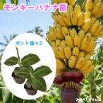 モンキーバナナ苗メリクロンポット苗...