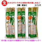 【送料無料】B級訳あり 沖縄県産 生さとうきび(サトウキビ) 食用 約25cm 2～4本入り×3