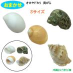 Yahoo! Yahoo!ショッピング(ヤフー ショッピング)おまかせ　Sサイズ　4個　オカヤドカリ用貝がら