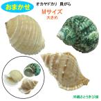  случайный M размер довольно большой 3 шт oka рак-отшельник для ...