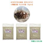 oka рак-отшельник организм SS размер ×1 шт Okinawa. песок 1kg×3 пакет | Okinawa coenobita домашнее животное разведение суша .. наблюдение летние каникулы. .. свободный изучение 