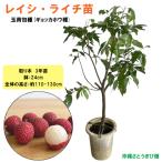 レイシ・ライチ苗玉荷包種取木3年苗...