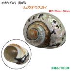 ryuuo незначительный gai. раковина (..:28mm-30mm)