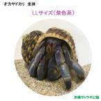 oka рак-отшельник организм LL размер ( фиолетовый цвет серия ) 1 шт | Okinawa coenobita домашнее животное разведение суша .. наблюдение летние каникулы. .. свободный изучение 