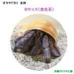 oka рак-отшельник организм M размер ( фиолетовый цвет серия ) 1 шт | Okinawa coenobita домашнее животное разведение суша .. наблюдение летние каникулы. .. свободный изучение 