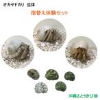 oka рак-отшельник . изменение body . комплект ( организм 3 шт &...5 шт ) | Okinawa coenobita домашнее животное разведение суша .. наблюдение летние каникулы. .. свободный изучение 