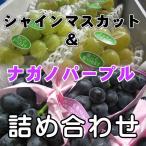 個数限定 ナガノパープル　＆　シャインマスカット セット路地栽培）長野産　約１ｋｇ　送料無料・数量限定長野ぶどう　ギフト　にも人気